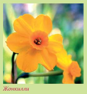 Луковичные растения