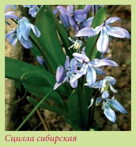 Луковичные растения