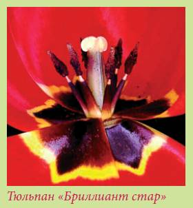 Луковичные растения