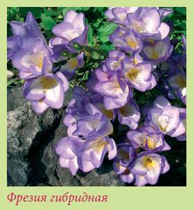 Луковичные растения