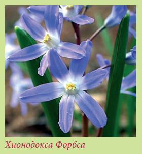 Луковичные растения