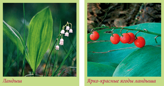 Луковичные растения