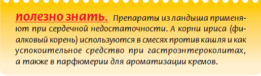 Луковичные растения
