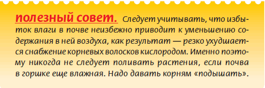 Луковичные растения