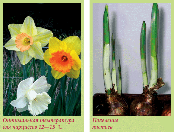Луковичные растения