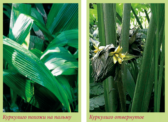 Луковичные растения