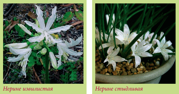 Луковичные растения