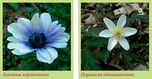 Луковичные растения