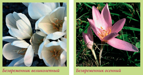 Луковичные растения