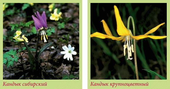 Луковичные растения