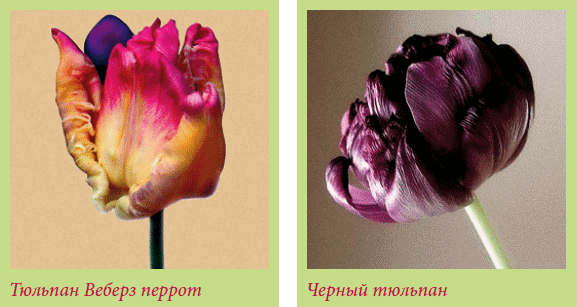 Луковичные растения