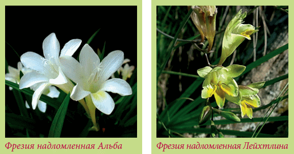 Луковичные растения
