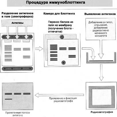 Имя ему СПИД: Четвертый всадник Апокалипсиса