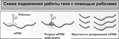 Имя ему СПИД: Четвертый всадник Апокалипсиса