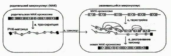 Рождение сложности: Эволюционная биология сегодня