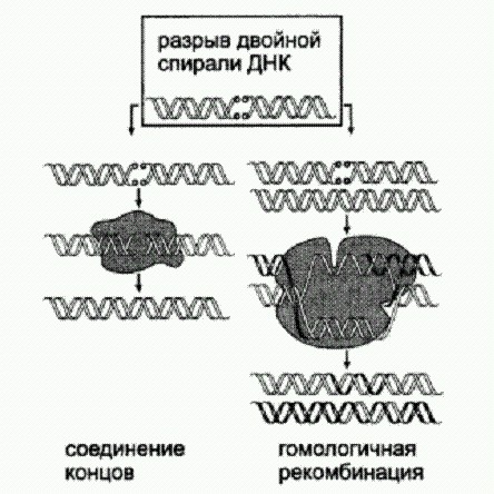 Рождение сложности: Эволюционная биология сегодня