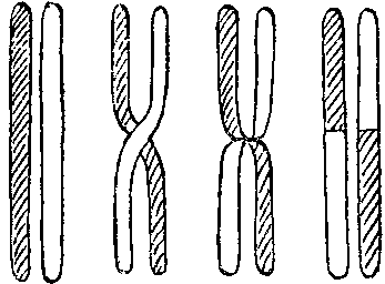 Дарвинизм в XX веке