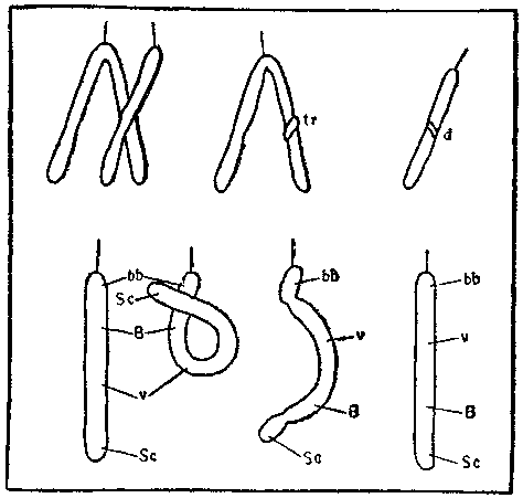 Дарвинизм в XX веке