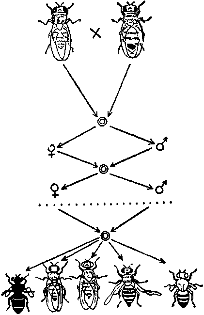 Дарвинизм в XX веке