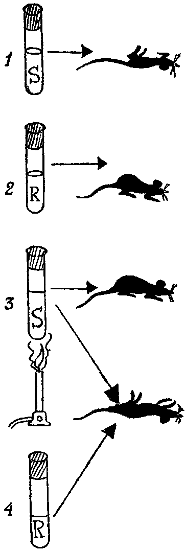 Дарвинизм в XX веке