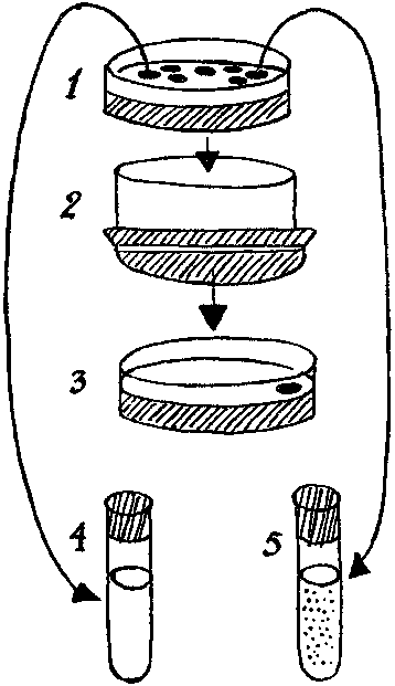 Дарвинизм в XX веке