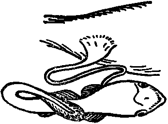 Дарвинизм в XX веке