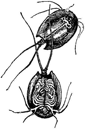 Дарвинизм в XX веке