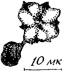Дарвинизм в XX веке