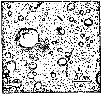 Дарвинизм в XX веке