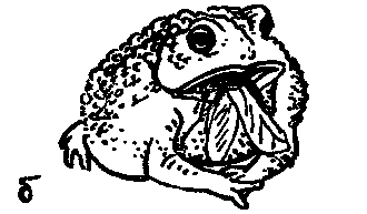 Дарвинизм в XX веке