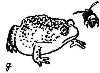 Дарвинизм в XX веке