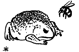 Дарвинизм в XX веке