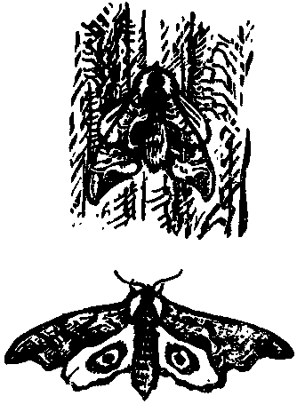 Дарвинизм в XX веке