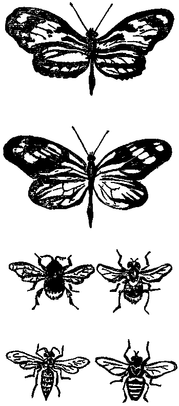 Дарвинизм в XX веке