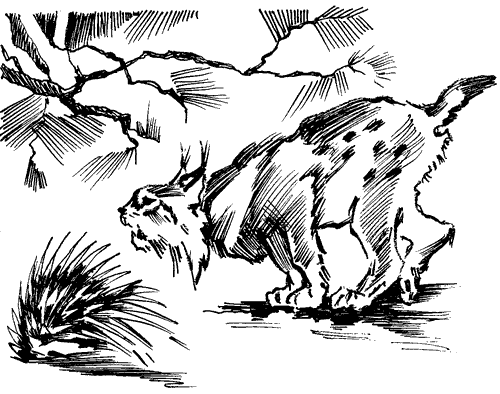 Біле Ікло (Збірник)