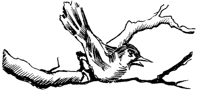 Біле Ікло (Збірник)