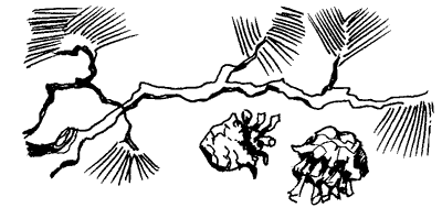 Біле Ікло (Збірник)