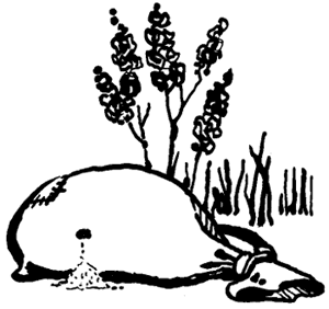 Климко (збірка)