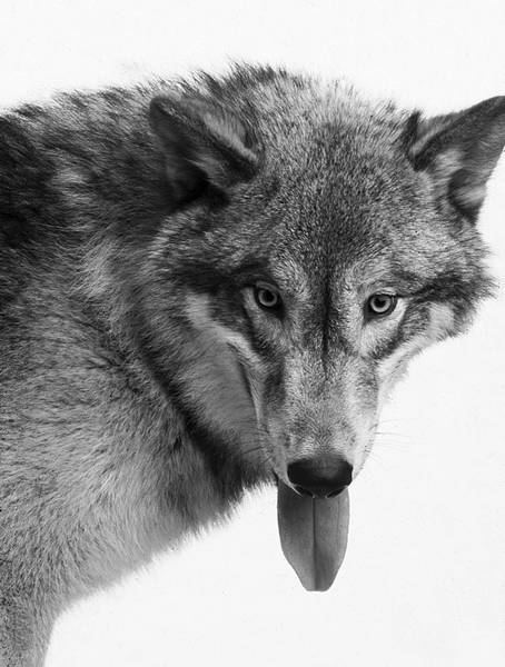 Собака, которая спустилась с холма. Незабываемая история Лу, лучшего друга и героя