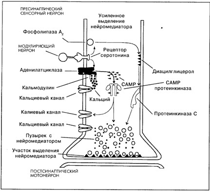 Основы психофизиологии