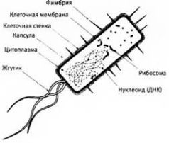 Лестница жизни. Десять величайших изобретений эволюции