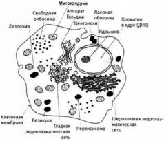 Лестница жизни. Десять величайших изобретений эволюции