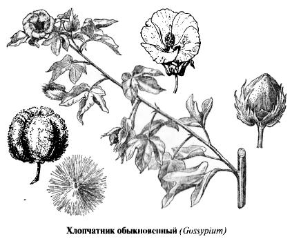 Сосуды и давление. Эффективное лечение лекарственными травами