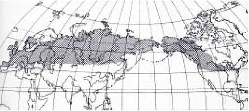 Мамонт