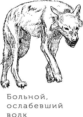 Любовь к жизни. С вопросами и ответами для почемучек