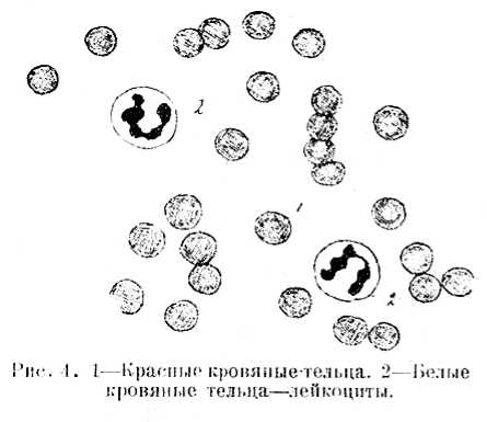 В тайниках тела. Приключения в микромире. Том VI