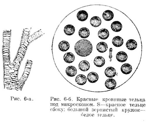 В тайниках тела. Приключения в микромире. Том VI