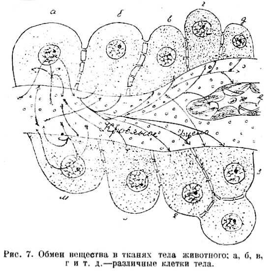 В тайниках тела. Приключения в микромире. Том VI