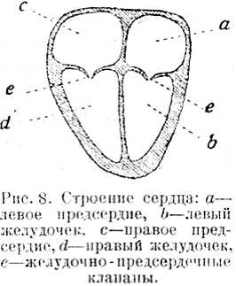 В тайниках тела. Приключения в микромире. Том VI