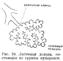 В тайниках тела. Приключения в микромире. Том VI